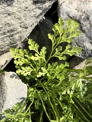 Cryptogramma cascadensis