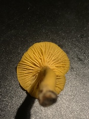 Cantharellus minor