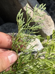 Cryptogramma cascadensis