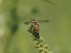 Chrysotoxum