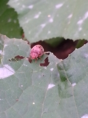 Epilachna varivestis