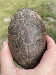 Sternotherus odoratus