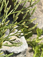 Cryptogramma cascadensis