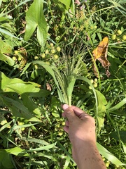 Panicum dichotomiflorum