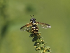 Chrysotoxum