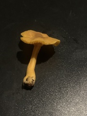 Cantharellus minor