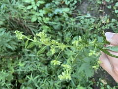 Rhopalomyia anthophila