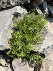 Cryptogramma cascadensis