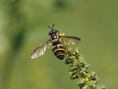 Chrysotoxum
