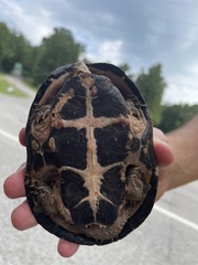 Sternotherus odoratus