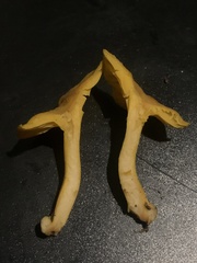 Cantharellus minor