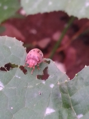 Epilachna varivestis