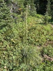 Xerophyllum tenax