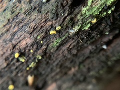 Chlorosplenium chlora