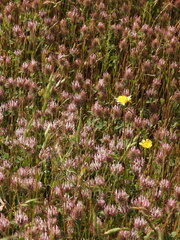 Trifolium hirtum