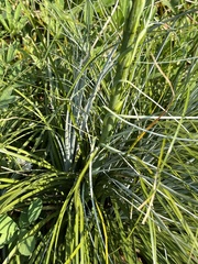 Xerophyllum tenax