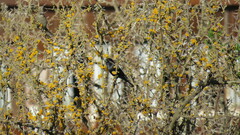 Molothrus rufoaxillaris