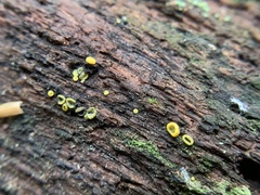 Chlorosplenium chlora