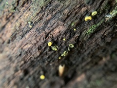 Chlorosplenium chlora