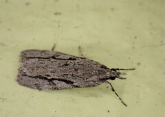 Eudonia bisinualis