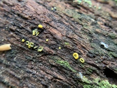 Chlorosplenium chlora