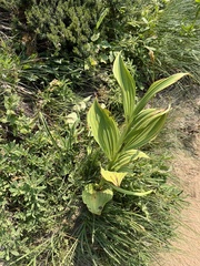 Veratrum