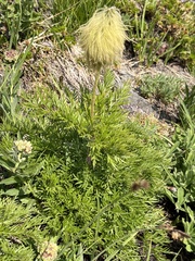 Pulsatilla occidentalis
