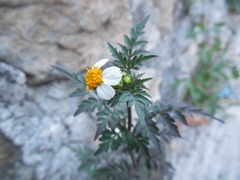 Bidens