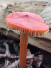 Hygrocybe punicea