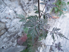 Bidens