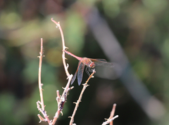 Sympetrum semicinctum