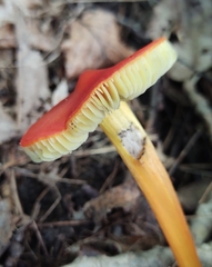 Hygrocybe punicea