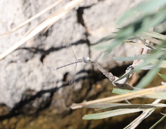 Archilestes californicus