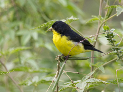 Spinus psaltria