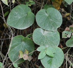 Matelea carolinensis