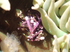 Anthopleura xanthogrammica