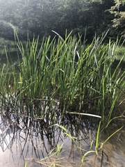 Sparganium americanum