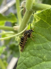 Pennisetia marginatum