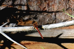 Sympetrum pallipes