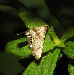 Petrophila fulicalis