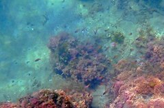 Chromis punctipinnis