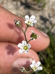 Eremogone capillaris
