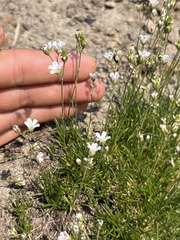 Eremogone capillaris