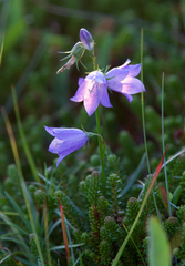 Campanula intercedens
