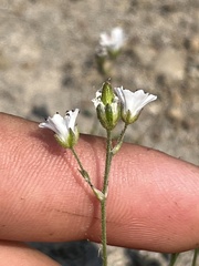 Eremogone capillaris