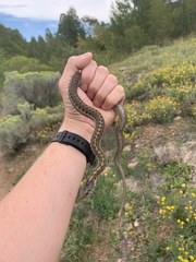 Thamnophis elegans