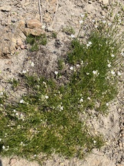 Eremogone capillaris
