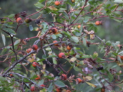 Rosa nutkana