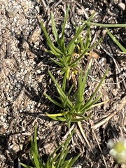 Eremogone capillaris