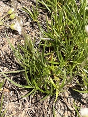 Eremogone capillaris